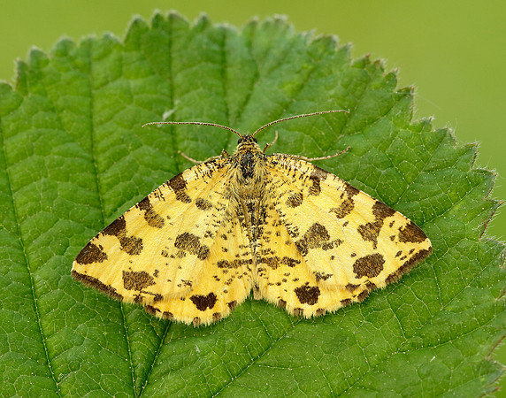 70.229 BF1909 Speckled Yellow Pseudopanthera macularia