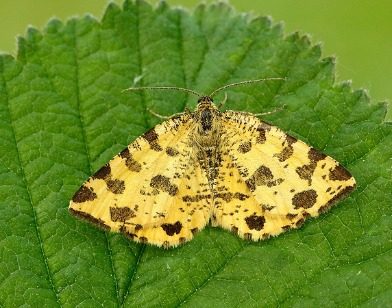 70.229 BF1909 Speckled Yellow Pseudopanthera macularia
