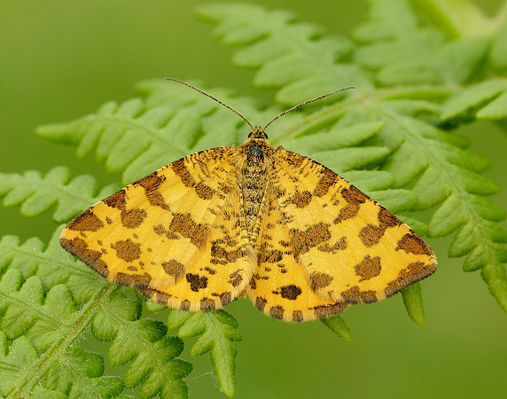 70.229 BF1909 Speckled Yellow Pseudopanthera macularia
