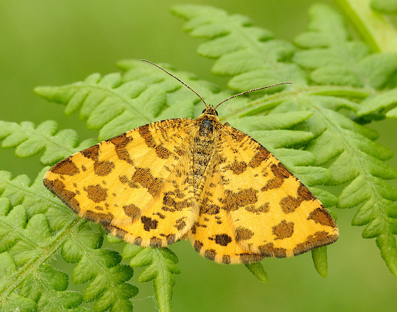 70.229 BF1909 Speckled Yellow Pseudopanthera macularia