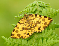 70.229 BF1909 Speckled Yellow Pseudopanthera macularia