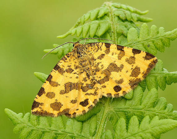 70.229 BF1909 Speckled Yellow Pseudopanthera macularia