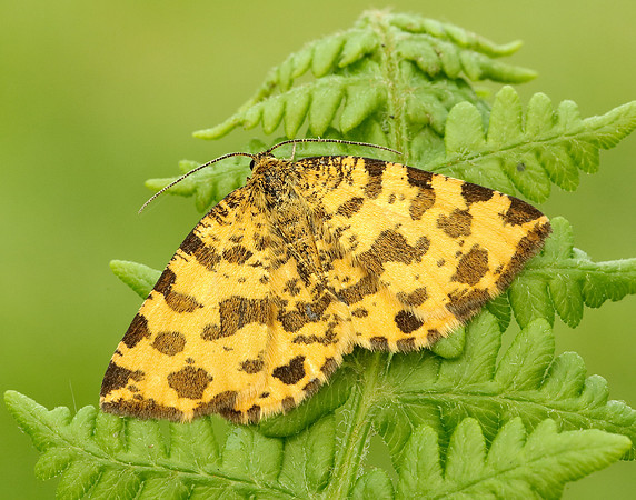 70.229 BF1909 Speckled Yellow Pseudopanthera macularia