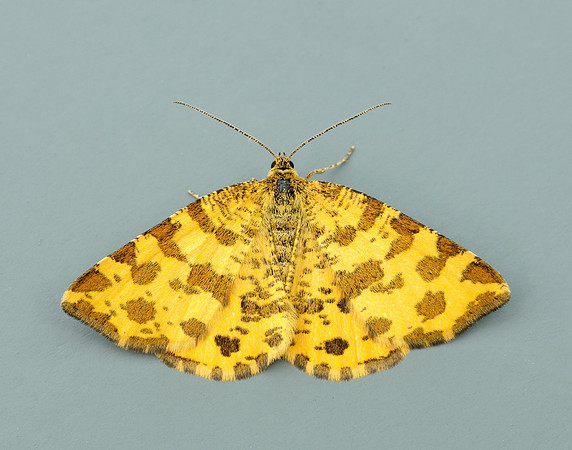 70.229 BF1909 Speckled Yellow Pseudopanthera macularia