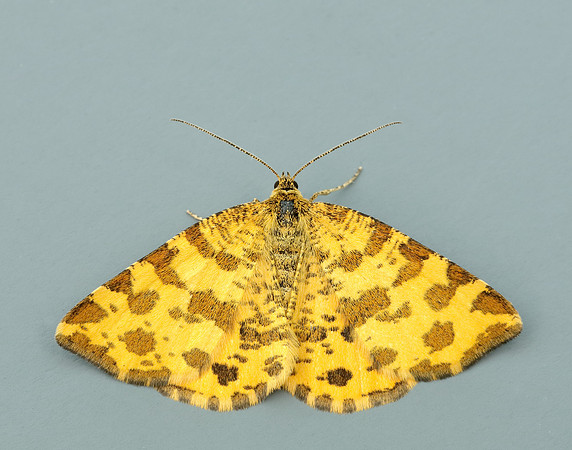 70.229 BF1909 Speckled Yellow Pseudopanthera macularia