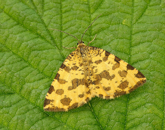 70.229 BF1909 Speckled Yellow Pseudopanthera macularia