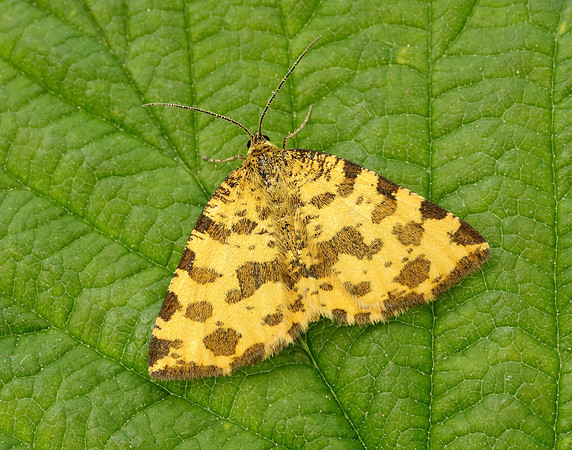 70.229 BF1909 Speckled Yellow Pseudopanthera macularia