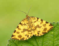 70.229 BF1909 Speckled Yellow Pseudopanthera macularia