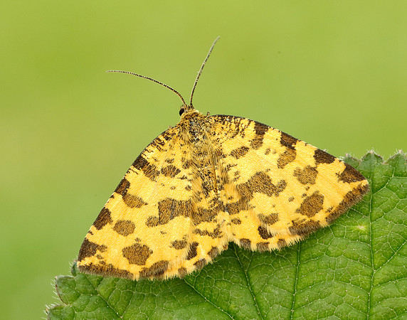 70.229 BF1909 Speckled Yellow Pseudopanthera macularia