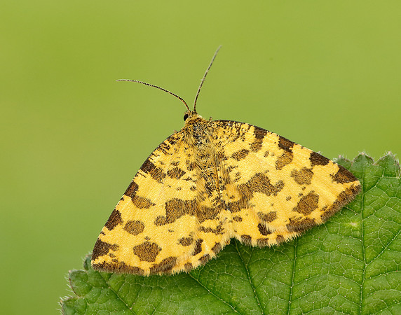 70.229 BF1909 Speckled Yellow Pseudopanthera macularia