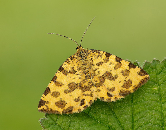 70.229 BF1909 Speckled Yellow Pseudopanthera macularia