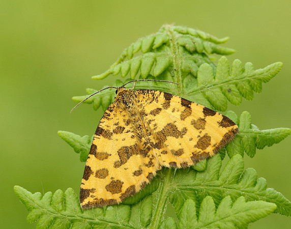 70.229 BF1909 Speckled Yellow Pseudopanthera macularia