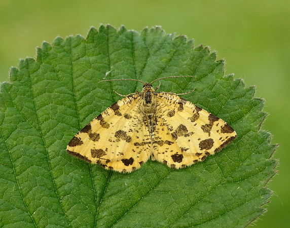 70.229 BF1909 Speckled Yellow Pseudopanthera macularia