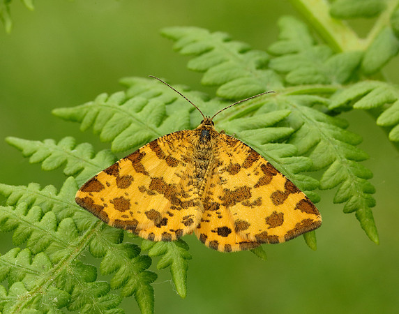 70.229 BF1909 Speckled Yellow Pseudopanthera macularia