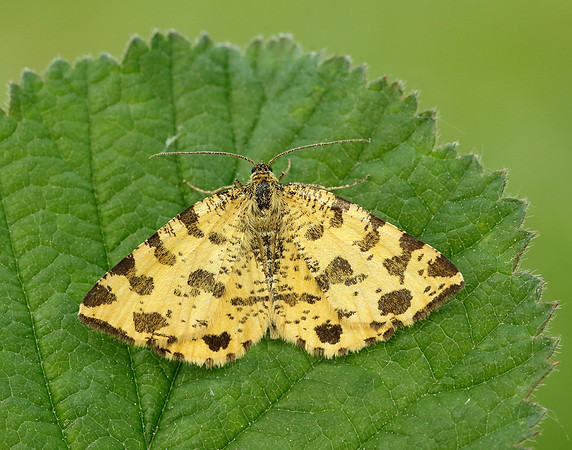 70.229 BF1909 Speckled Yellow Pseudopanthera macularia