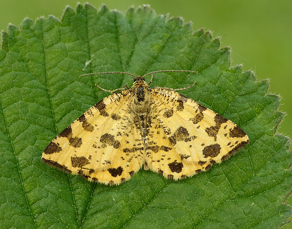 70.229 BF1909 Speckled Yellow Pseudopanthera macularia