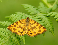 70.229 BF1909 Speckled Yellow Pseudopanthera macularia