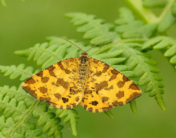 70.229 BF1909 Speckled Yellow Pseudopanthera macularia