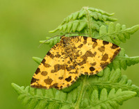 70.229 BF1909 Speckled Yellow Pseudopanthera macularia