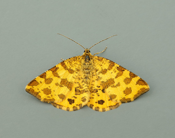 70.229 BF1909 Speckled Yellow Pseudopanthera macularia