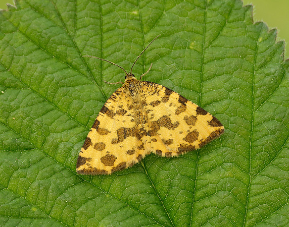 70.229 BF1909 Speckled Yellow Pseudopanthera macularia