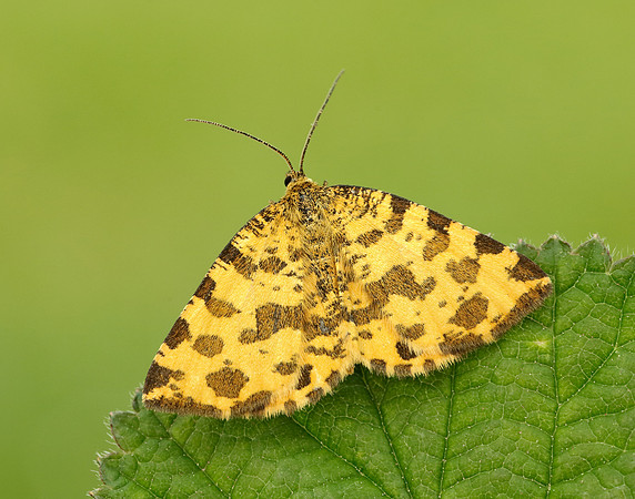 70.229 BF1909 Speckled Yellow Pseudopanthera macularia
