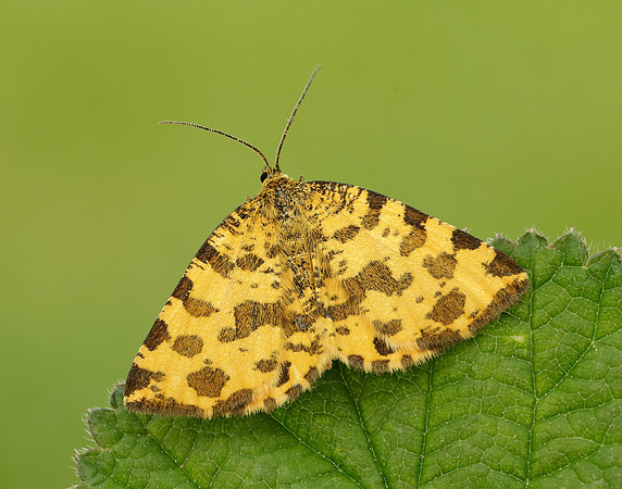 70.229 BF1909 Speckled Yellow Pseudopanthera macularia