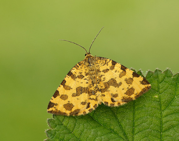 70.229 BF1909 Speckled Yellow Pseudopanthera macularia