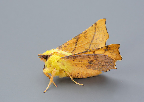 70.234 BF1913 Canary-shouldered Thorn Ennomos alniaria