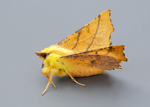 70.234 BF1913 Canary-shouldered Thorn Ennomos alniaria