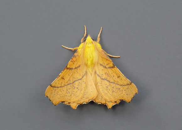 70.234 BF1913 Canary-shouldered Thorn Ennomos alniaria