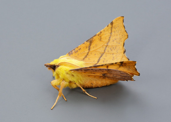70.234 BF1913 Canary-shouldered Thorn Ennomos alniaria