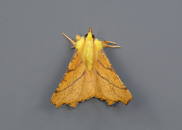70.234 BF1913 Canary-shouldered Thorn Ennomos alniaria