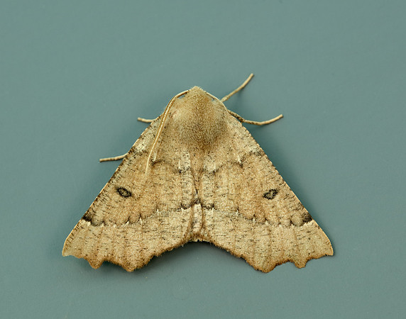 70.240 BF1920 Scalloped Hazel Odontopera bidentata