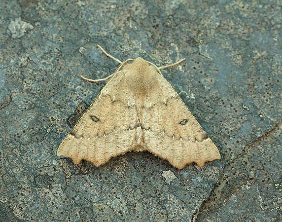 70.240 BF1920 Scalloped Hazel Odontopera bidentata