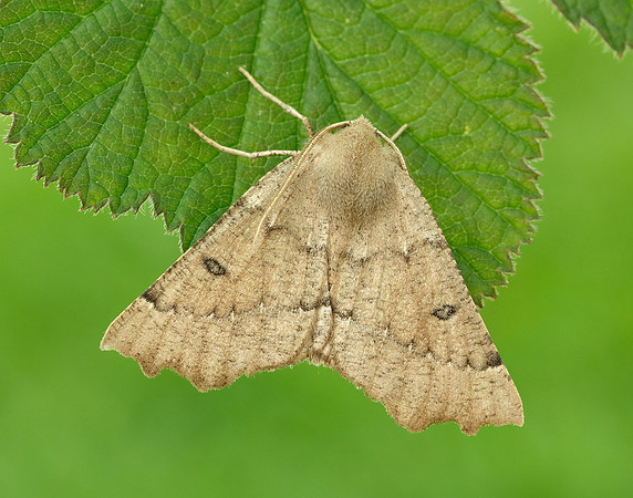 70.240 BF1920 Scalloped Hazel Odontopera bidentata
