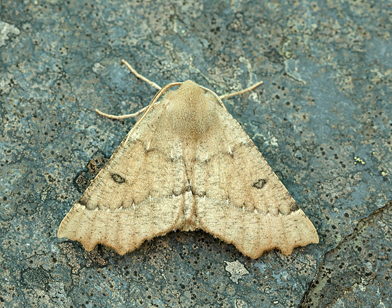 70.240 BF1920 Scalloped Hazel Odontopera bidentata