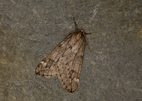 70.245 BF1663 March Moth Alsophila aescularia