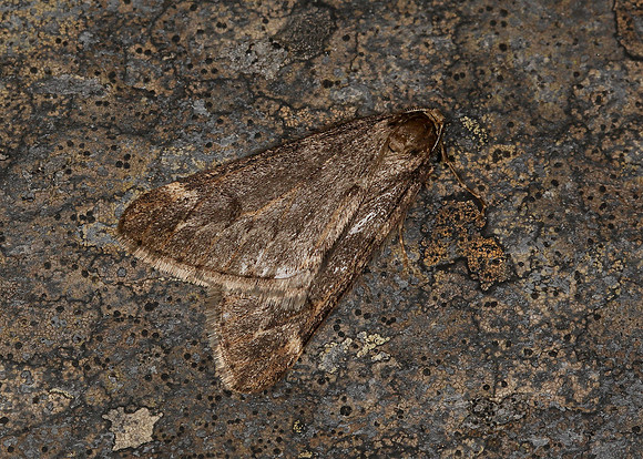 70.245 BF1663 March Moth Alsophila aescularia
