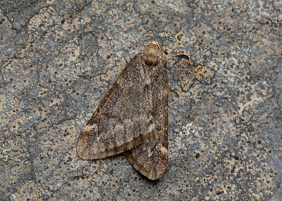 70.245 BF1663 March Moth Alsophila aescularia