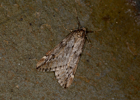 70.245 BF1663 March Moth Alsophila aescularia