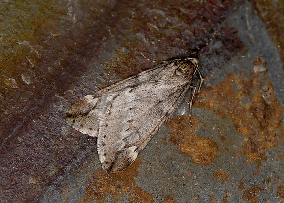 70.245 BF1663 March Moth Alsophila aescularia
