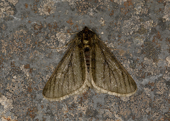 70.247 BF1926 Pale Brindled Beauty Phigalia pilosaria