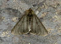 70.247 BF1926 Pale Brindled Beauty Phigalia pilosaria
