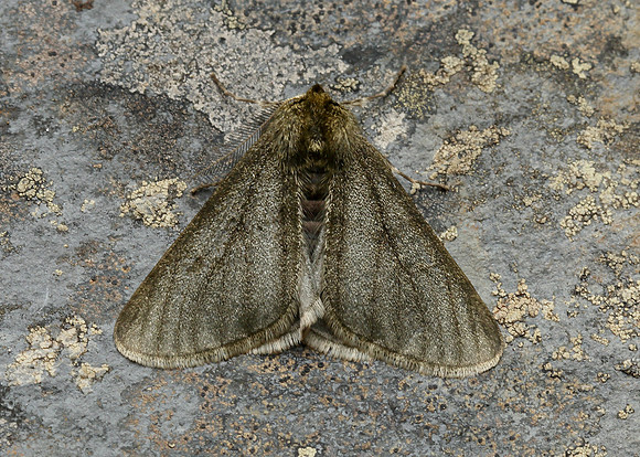 70.247 BF1926 Pale Brindled Beauty Phigalia pilosaria