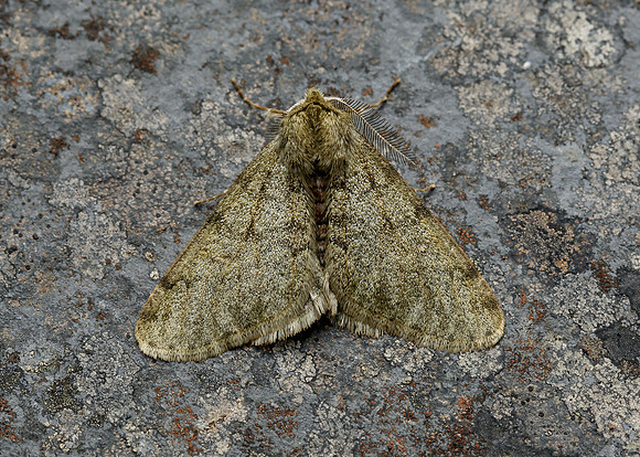 70.247 BF1926 Pale Brindled Beauty Phigalia pilosaria