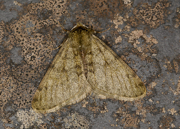 70.247 BF1926 Pale Brindled Beauty Phigalia pilosaria