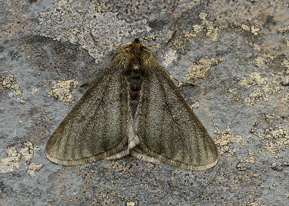 70.247 BF1926 Pale Brindled Beauty Phigalia pilosaria