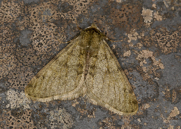 70.247 BF1926 Pale Brindled Beauty Phigalia pilosaria