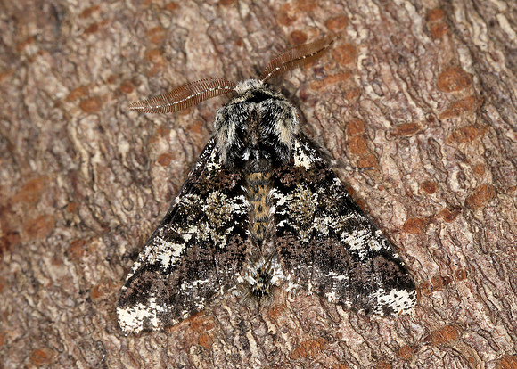 70.251 BF1930 Oak Beauty Biston strataria